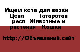 Ищем кота для вязки › Цена ­ 1 - Татарстан респ. Животные и растения » Кошки   